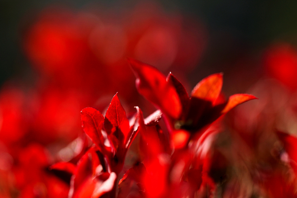 Passion
