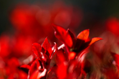 Passion