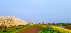 春の江戸川土手遊歩道