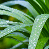 梅雨