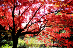 紅葉