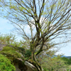 岩に立つ木