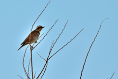 今年もやってきた