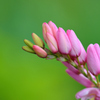 春の花