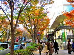 秋の表参道2007