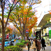 晩秋の表参道2007
