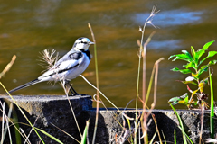 公園で見た野鳥