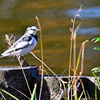 公園で見た野鳥