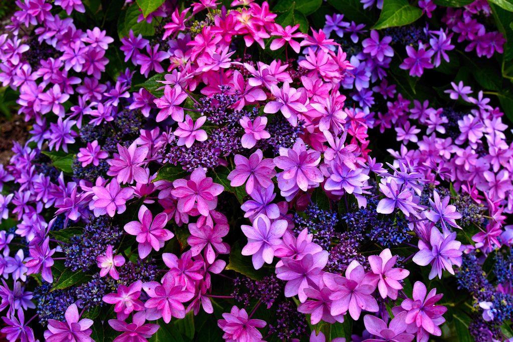 梅雨の花