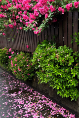 雨が、風が・・・