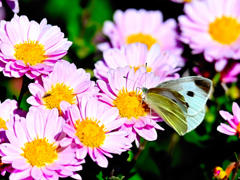 美味しいスープ