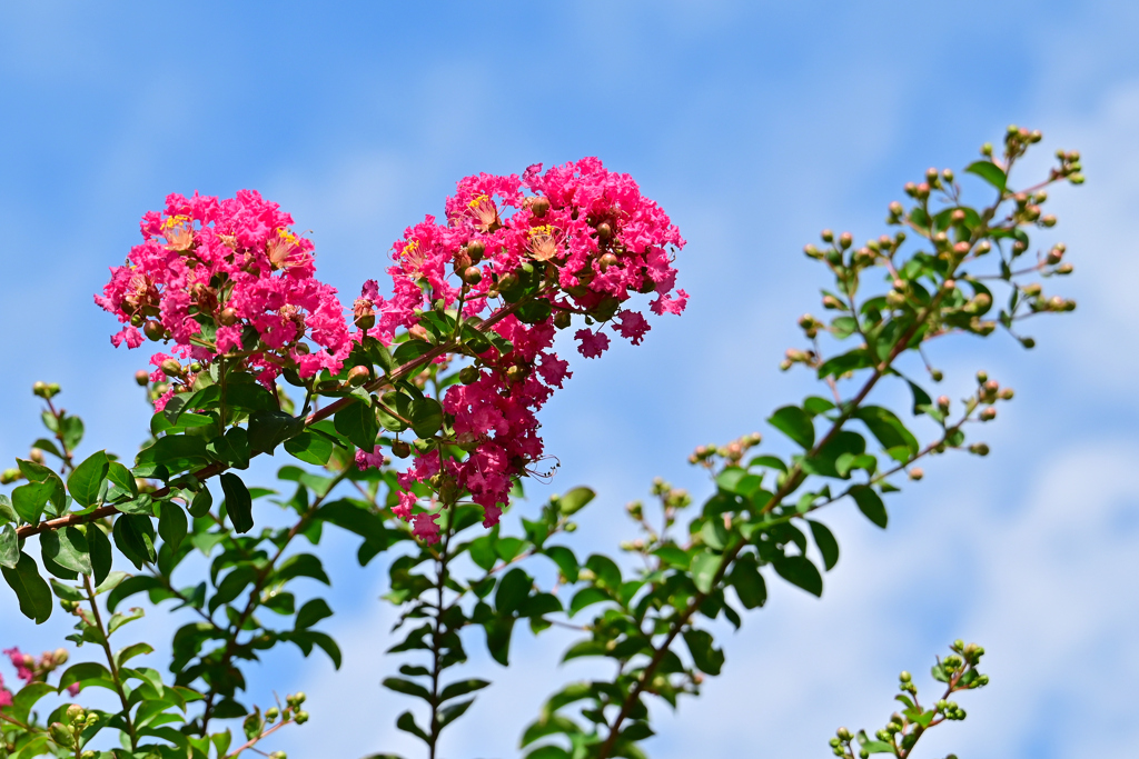 盛夏の花