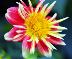 花火