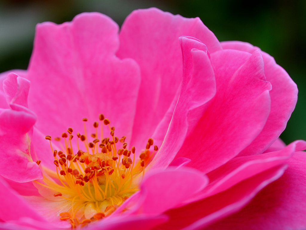 薔薇