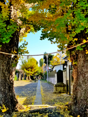 イチョウの参道