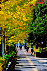 黄色と緑のトンネル