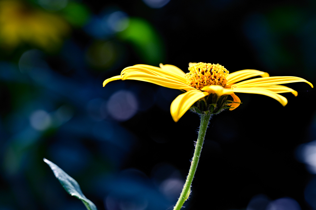 畑の花