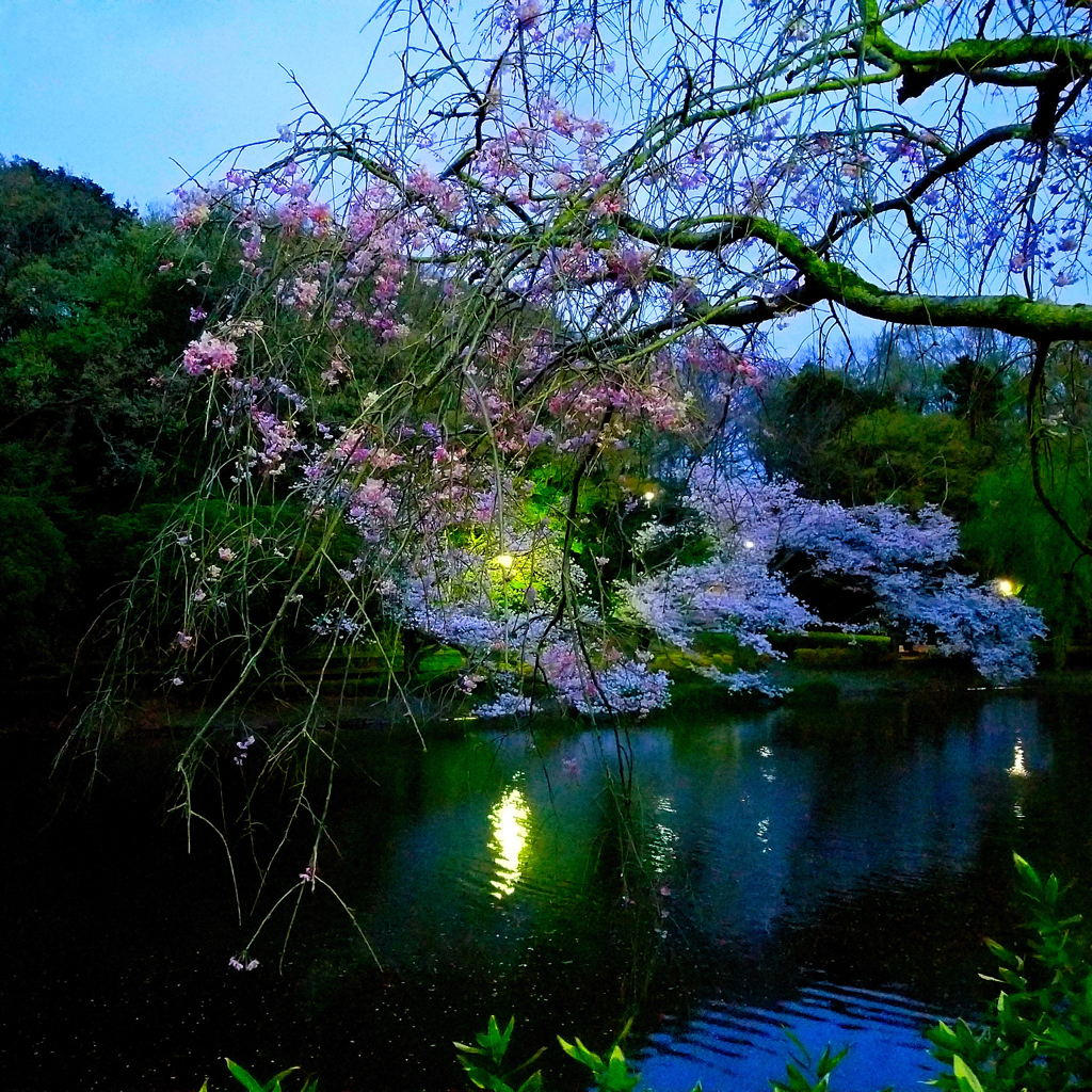 夜桜の公園