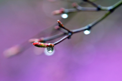 新芽に雨