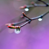 新芽に雨