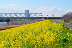 菜の花の江戸川