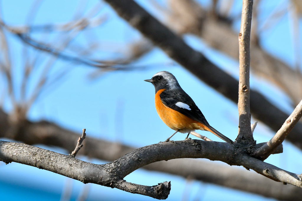 ジョビ男くん #2