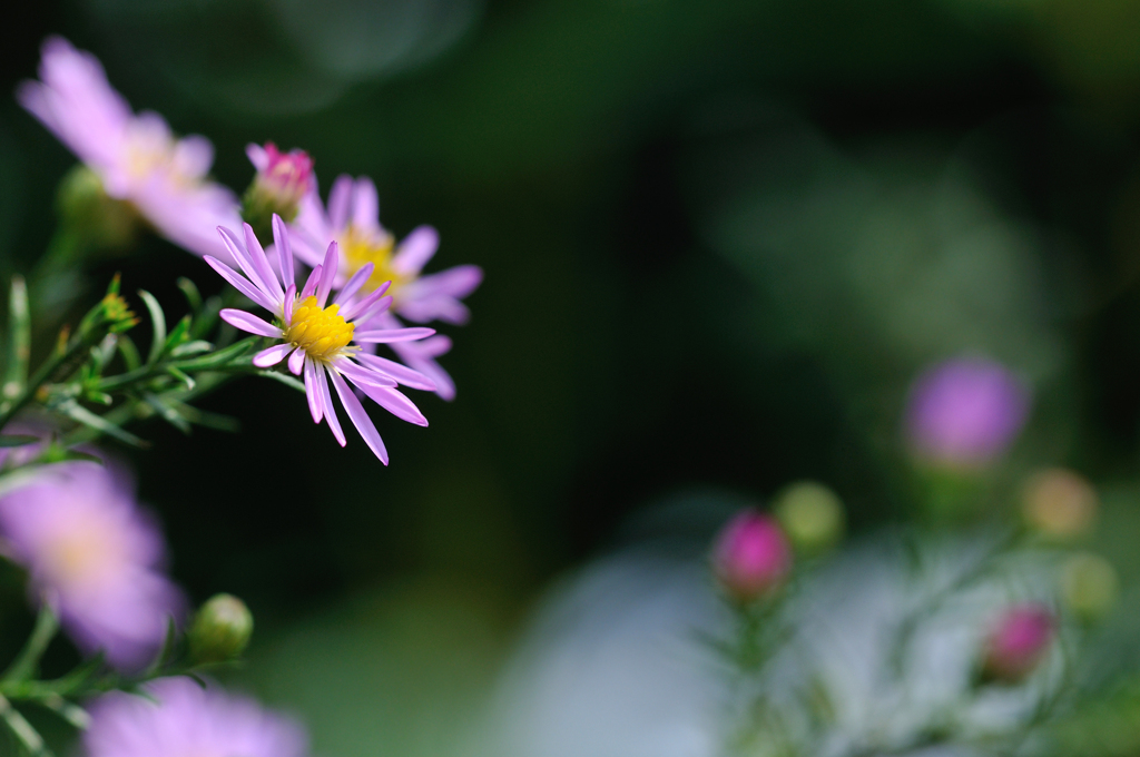菊