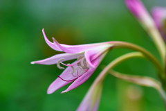lily