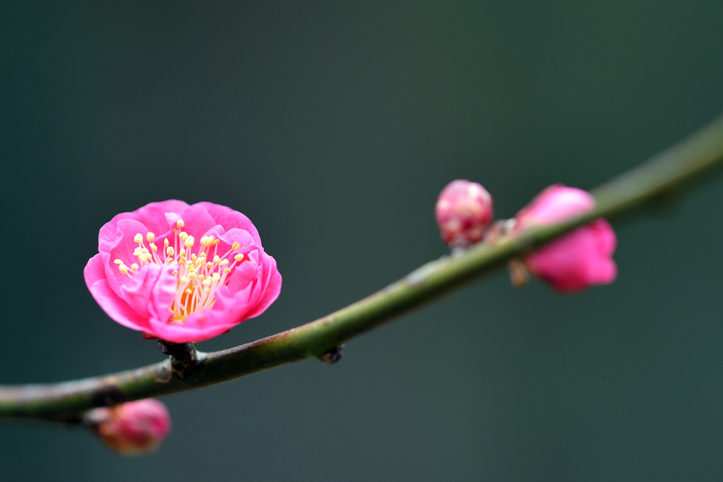 謹賀新年