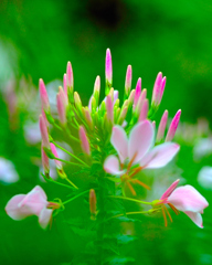 Cleome