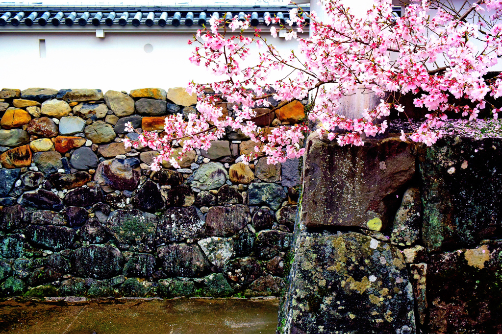 歴史を見た桜