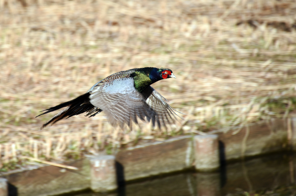 キジTakeOff