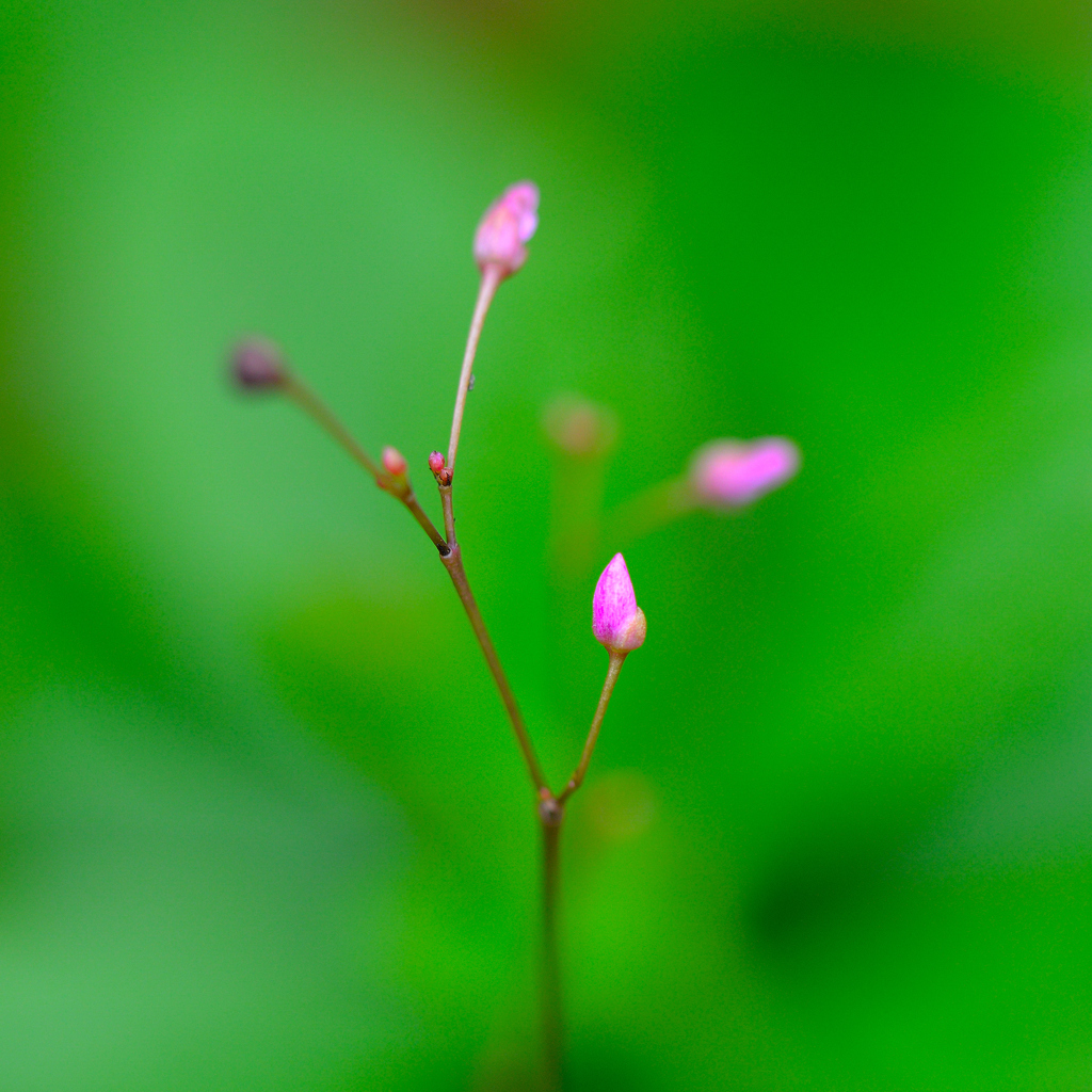 Pink in Green