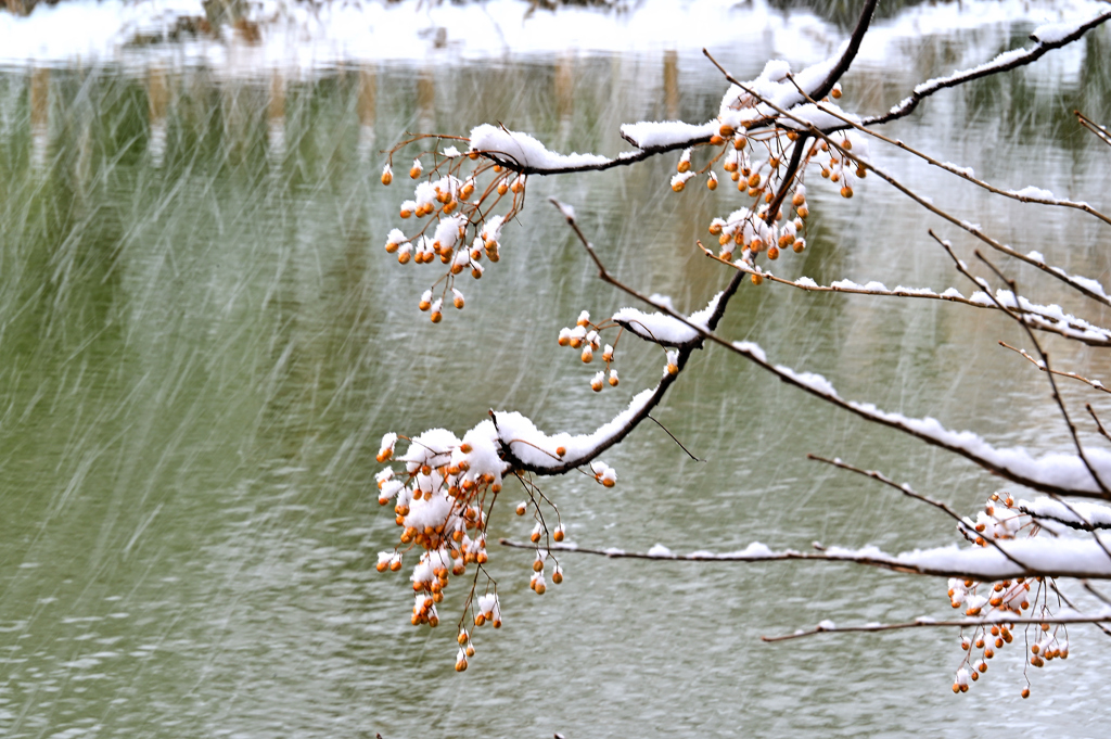 凍えるセンダン