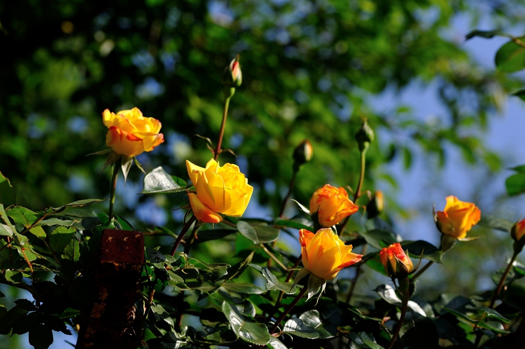 黄薔薇