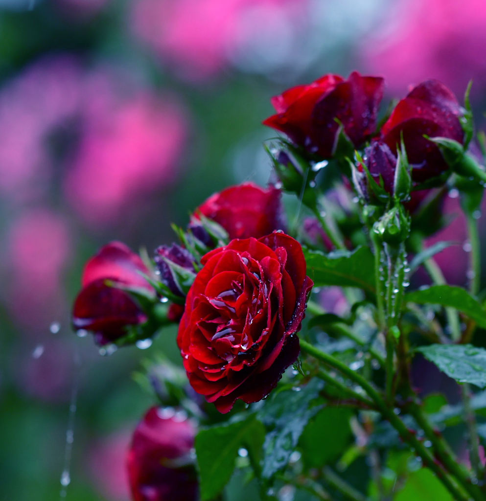 真紅の薔薇