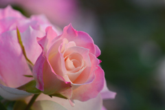 秋薔薇