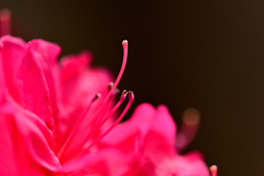 花こころ