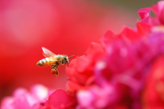 Rose Honey