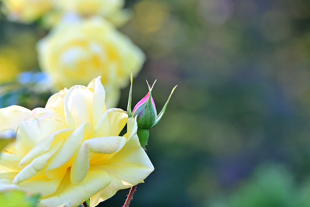 秋バラ Emil Nolde