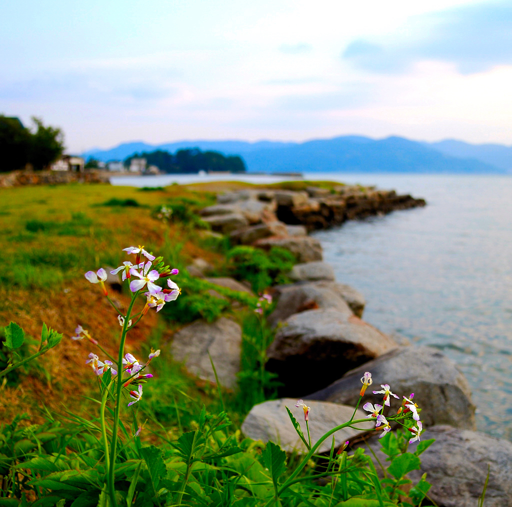 歴史の上に咲く花