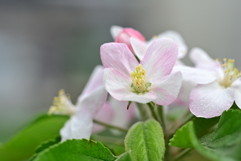 リンゴの花