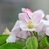 リンゴの花