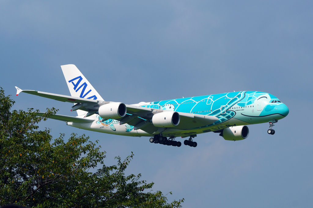 ANA A380 "Flying Honu" 二号機