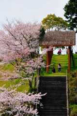 桜と遊ぶ子達