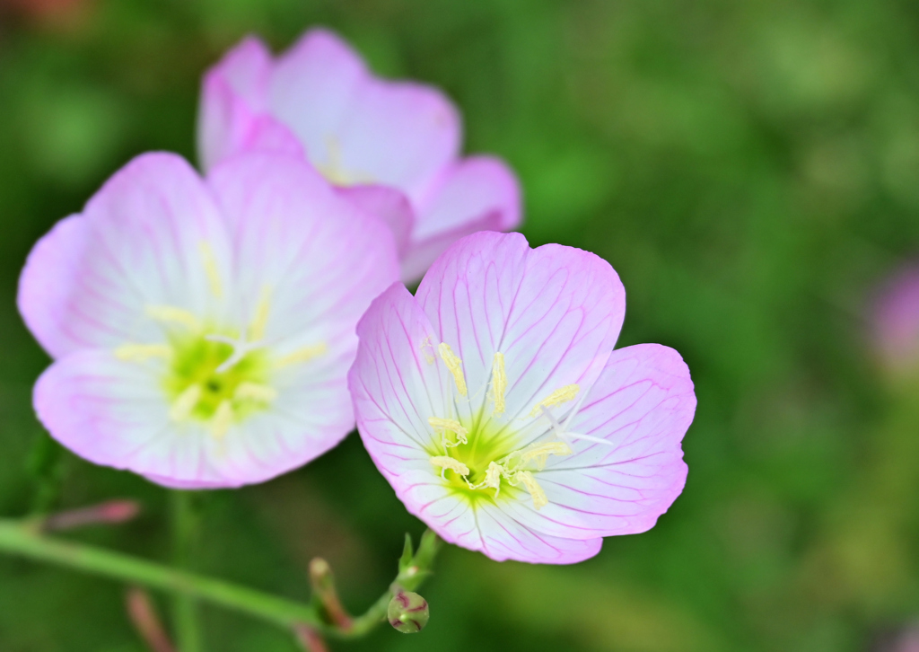 道端の花