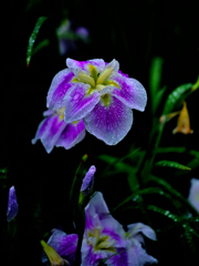 梅雨時の花