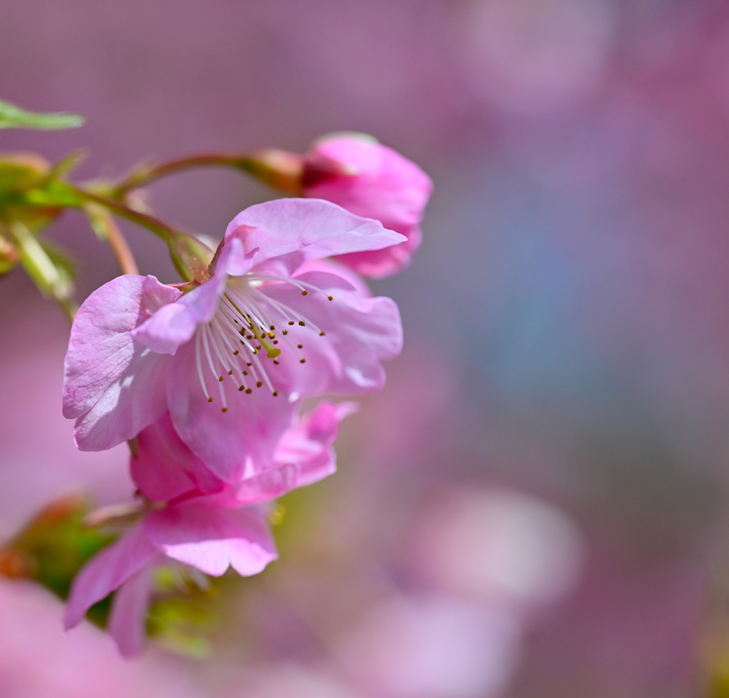 早咲き桜