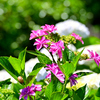 季節の花