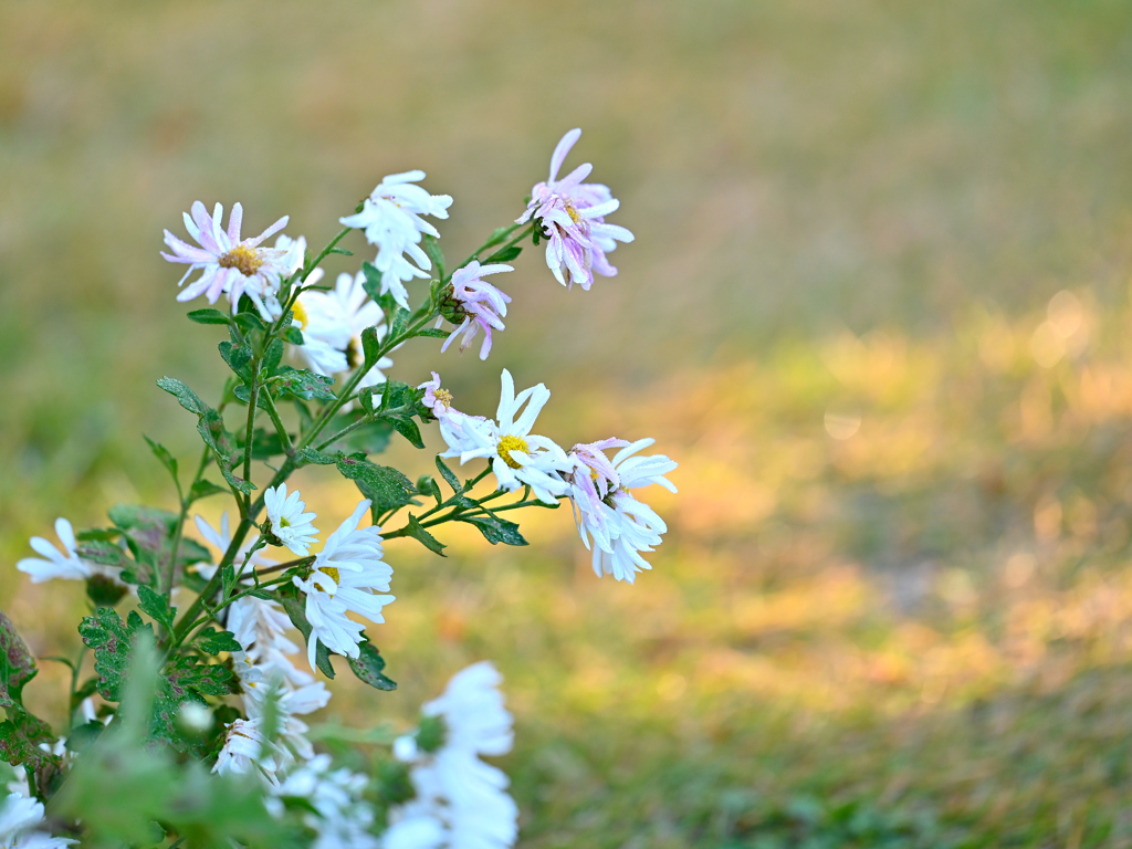 Pink & White